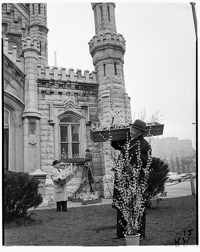 Arthur Rubloff, B. E. Arnold and Everett R. Cook decorating Michigan Avenue with forsythia sprays